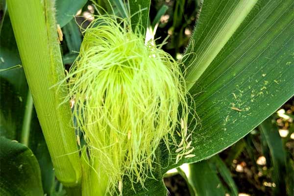 Silk Development and Emergence in Corn